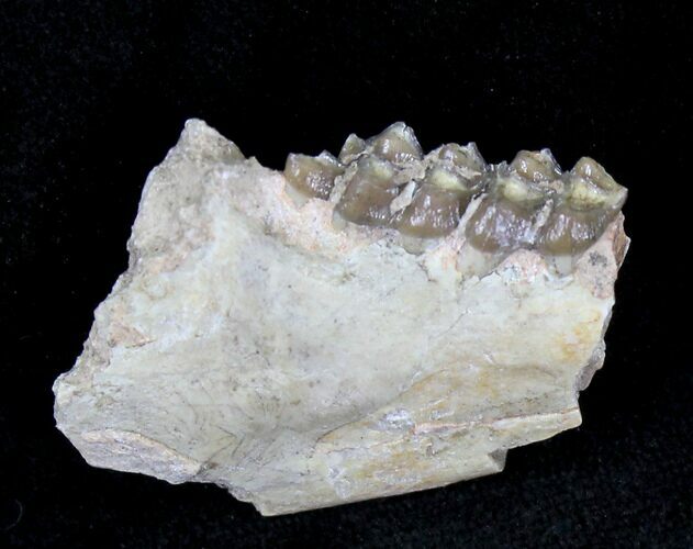Oligocene Ruminant (Leptomeryx) Jaw Section #21123